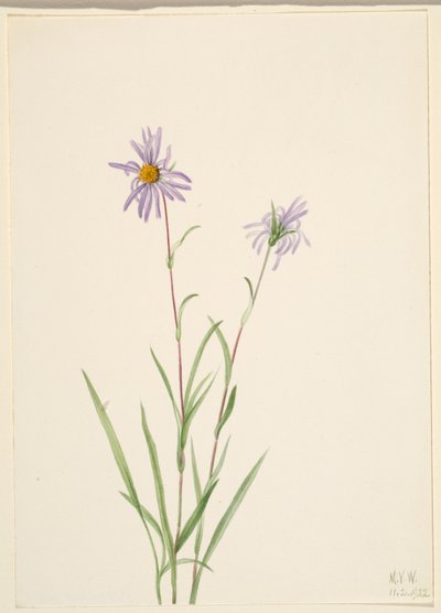 Aster des marais (Aster paludosus) - Mary Vaux Walcott