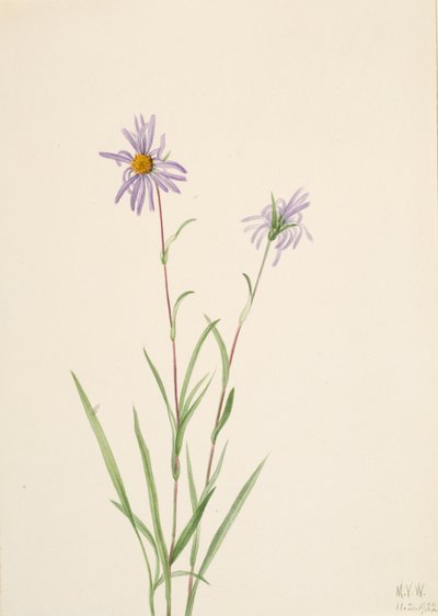 Aster des marais Aster paludosus, 1922 - Mary Vaux Walcott
