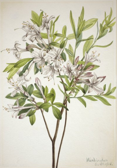 Azalée des marais, 1918 - Mary Vaux Walcott