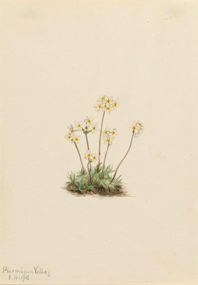 Douce Androsace Androsace carinata, 1916 - Mary Vaux Walcott