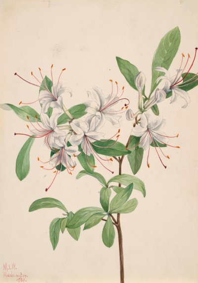 Azalée douce Azalea arborescens - Mary Vaux Walcott