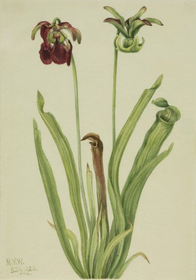 Sarracénie rouge, 1920 - Mary Vaux Walcott