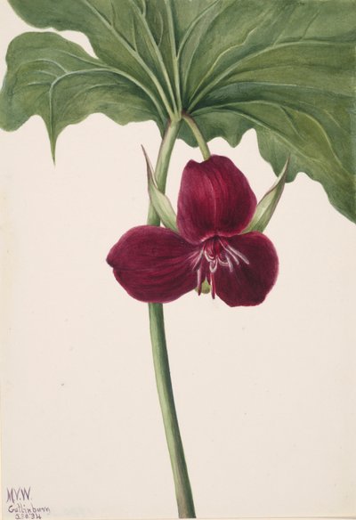 Trille doux Trillium vasyi, 1934 - Mary Vaux Walcott