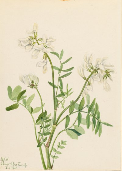 Mélilot (Hedysarum mackenzii) - Mary Vaux Walcott