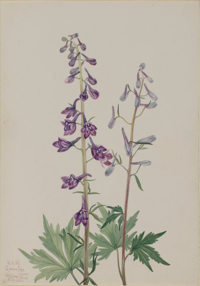 Grande Delphinium Delphinium elongatum - Mary Vaux Walcott