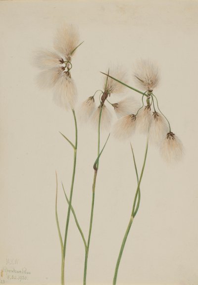 Linaigrette (Eriophorum angustifolium) - Mary Vaux Walcott
