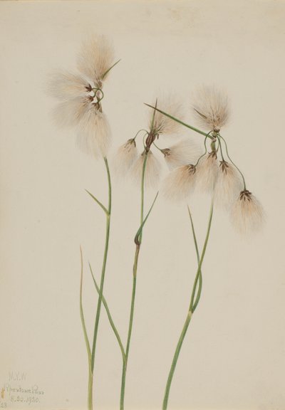 Laîche à épis, 1920 - Mary Vaux Walcott