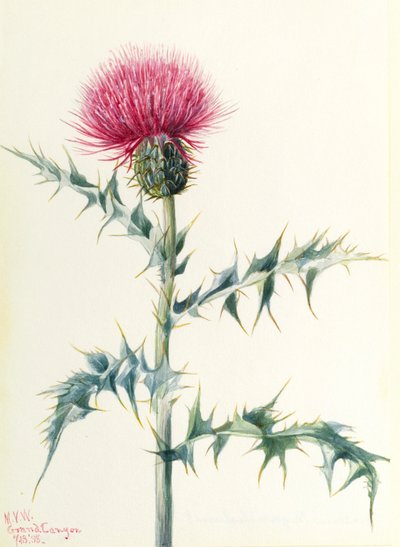 Chardon (Cirsium arizonica) - Mary Vaux Walcott