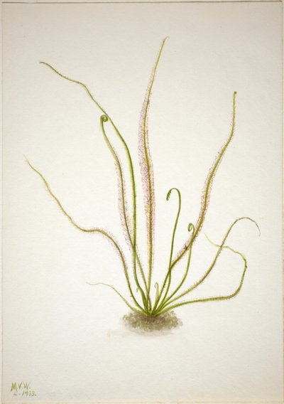 Droséra à feuilles larges (Drosera rotundifolia) - Mary Vaux Walcott