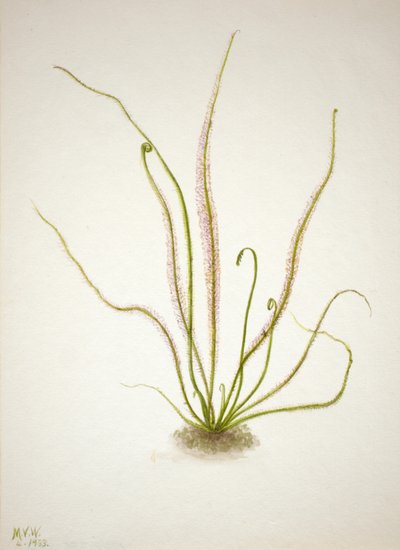 Drosera à feuilles filiformes - Mary Vaux Walcott