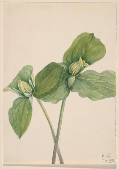 Trille à chenilles (Trillium sessile) - Mary Vaux Walcott