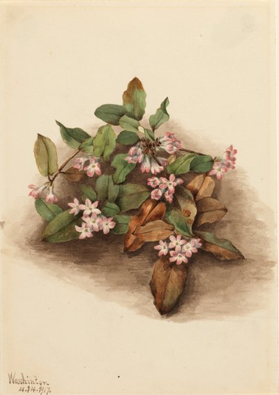 Arbutus rampant - Mary Vaux Walcott