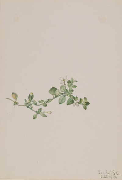 Houstonia procumbens (Houstonia procumbens) - Mary Vaux Walcott