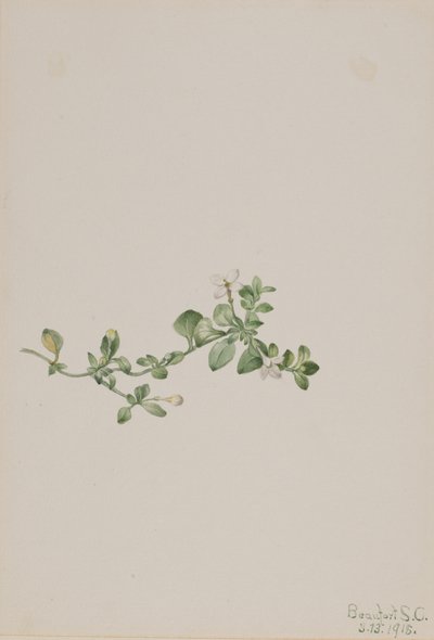 Houstonia procumbens - Mary Vaux Walcott