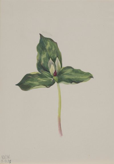 Trillium discolor, 1938 - Mary Vaux Walcott