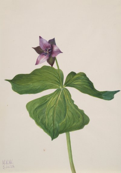 Trillium erectum, 1938 - Mary Vaux Walcott
