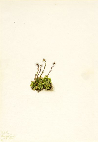 Saxifrage gazonnante, 1921 - Mary Vaux Walcott