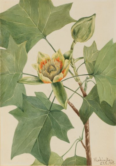 Tulipier (Liriodendron tulipifera) - Mary Vaux Walcott