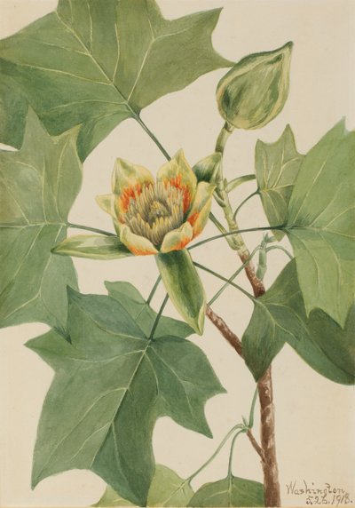 Tulipier Liriodendron tulipifera, 1918 - Mary Vaux Walcott