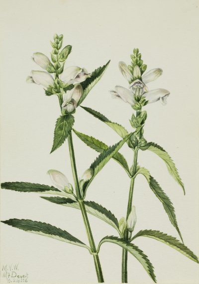 Tête de tortue (Chelone glabra) - Mary Vaux Walcott