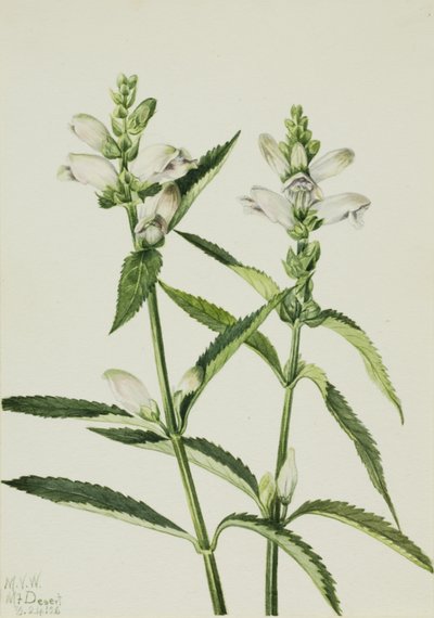 Tête de tortue Chelone glabra - Mary Vaux Walcott