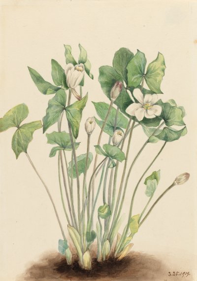 Jeffersonia diphylla - Mary Vaux Walcott