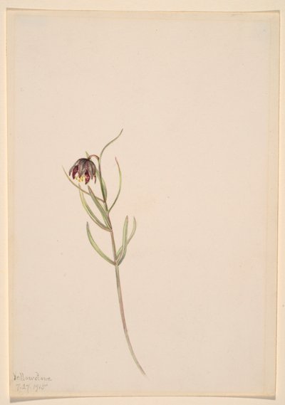 Sans titre--Étude de fleurs - Mary Vaux Walcott
