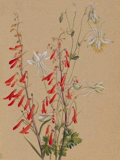 Sans titre--Étude de fleurs - Mary Vaux Walcott