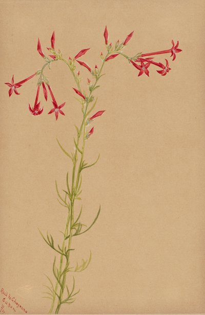 Sans titre--Étude de fleurs - Mary Vaux Walcott