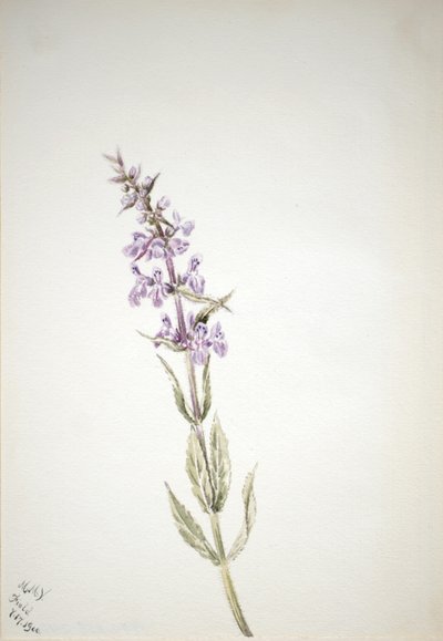 Sans titre--Étude de fleurs - Mary Vaux Walcott