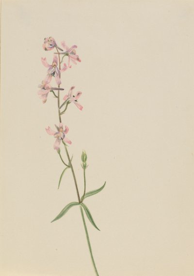 Sans titre--Étude de fleurs - Mary Vaux Walcott