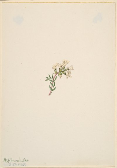 Sans titre--Étude de fleurs - Mary Vaux Walcott