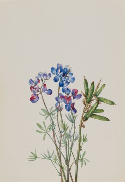 Sans titre--Étude de fleurs - Mary Vaux Walcott