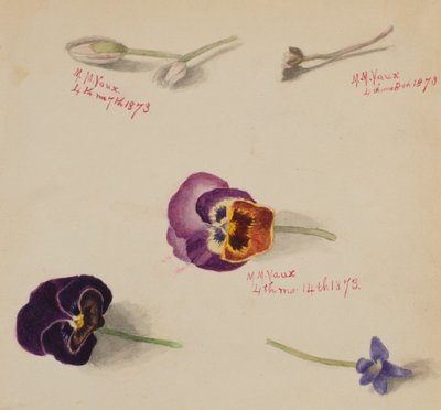 Sans titre - Étude de fleurs, 1873 - Mary Vaux Walcott