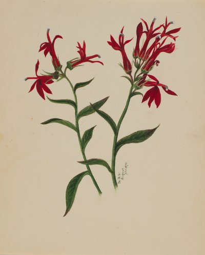 Sans titre - Étude de fleurs, 1876 - Mary Vaux Walcott