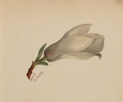 Sans titre - Étude de fleurs, 1876 - Mary Vaux Walcott