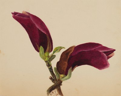 Sans titre - Étude de fleurs, 1876 - Mary Vaux Walcott