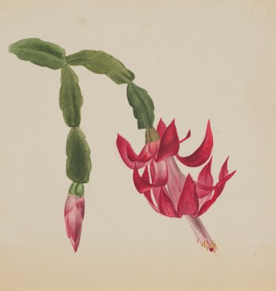 Sans titre - Étude de fleurs, 1878 - Mary Vaux Walcott