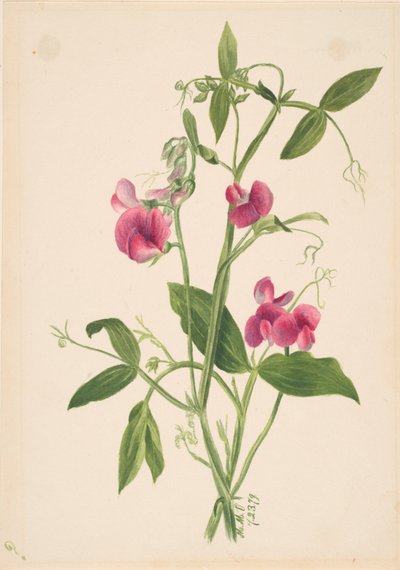 Sans titre - Étude de fleurs, 1879 - Mary Vaux Walcott