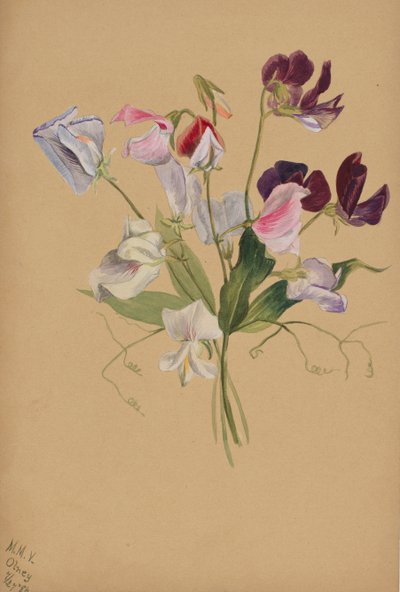 Sans titre - Étude de fleurs, 1886 - Mary Vaux Walcott