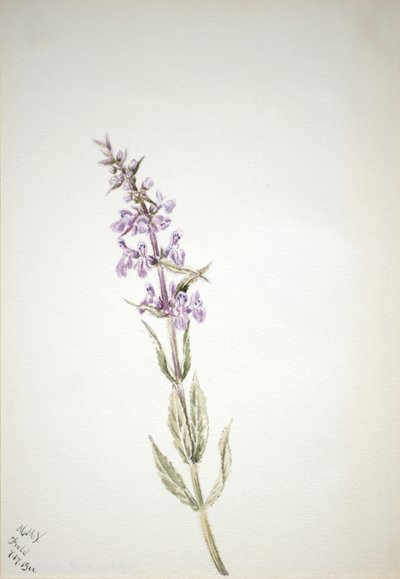 Sans titre - Étude de fleurs, 1900 - Mary Vaux Walcott