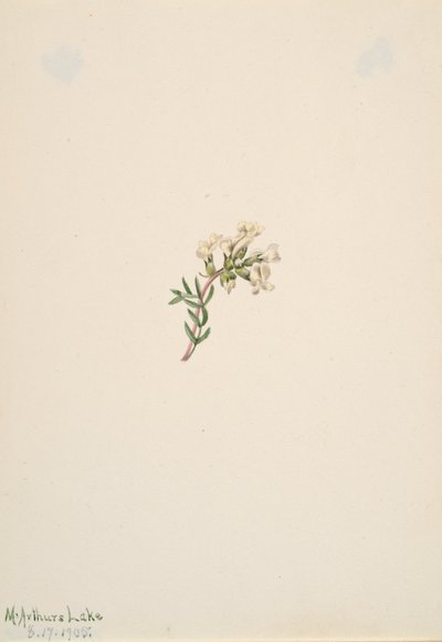Sans titre - Étude de fleurs, 1905 - Mary Vaux Walcott
