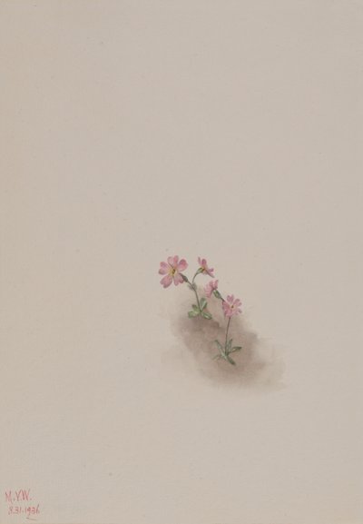 Sans titre - Étude de fleurs, 1936 - Mary Vaux Walcott