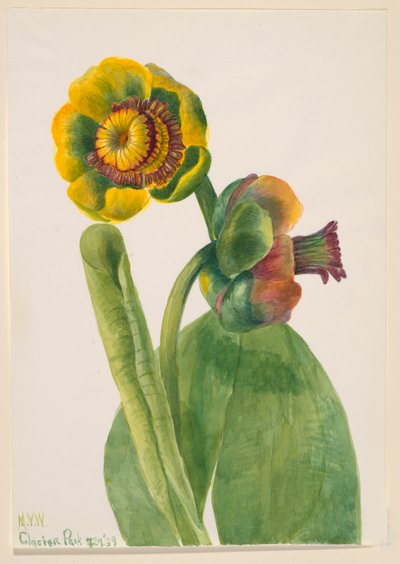 Sans titre - Étude de fleurs - Mary Vaux Walcott