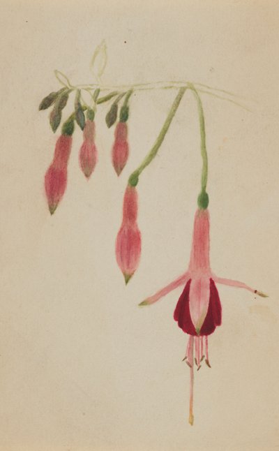 Sans titre - Étude de fleurs - Mary Vaux Walcott