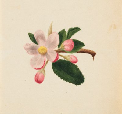 Sans titre - Étude de fleurs, vers 1876 - Mary Vaux Walcott