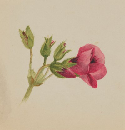 Sans titre - Étude de fleurs - Mary Vaux Walcott