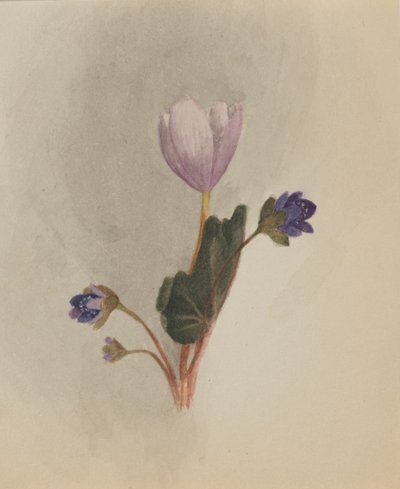 Sans titre--Étude de Fleurs - Mary Vaux Walcott