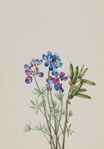 Sans titre - Étude de fleurs, vers 1900-1930 - Mary Vaux Walcott