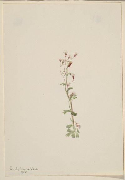 Sans titre - Étude de plantes - Mary Vaux Walcott